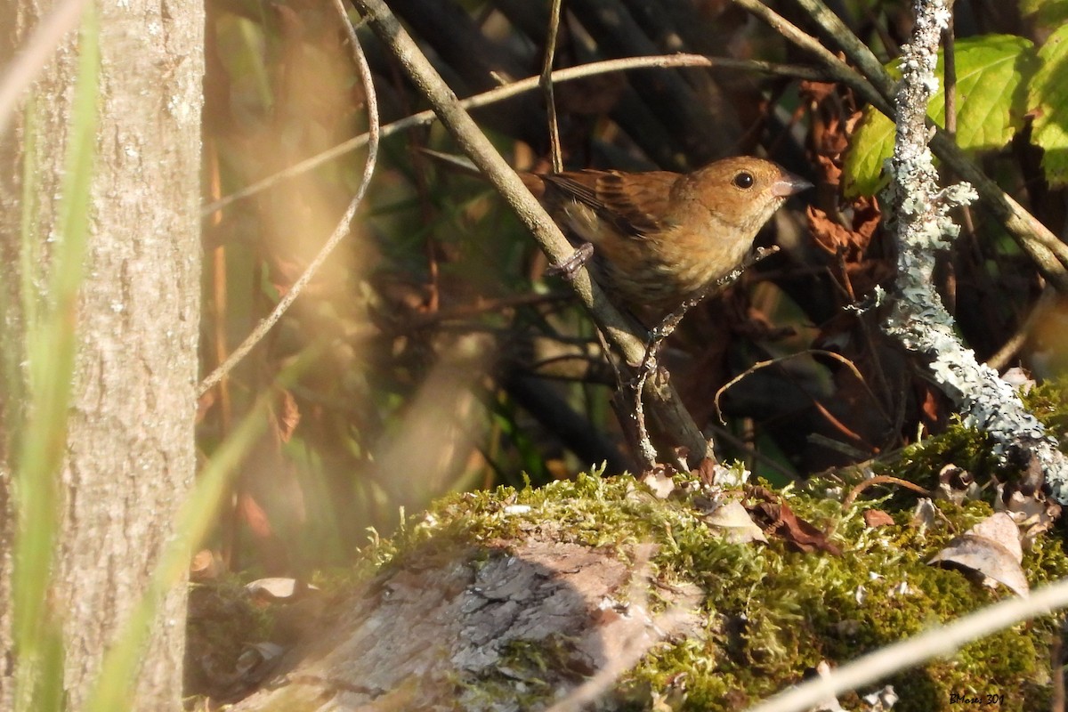 Indigo Bunting - ML655399958