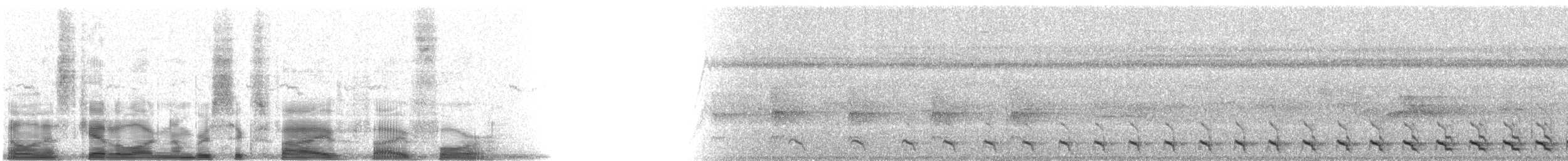 Baird's Trogon - ML6554