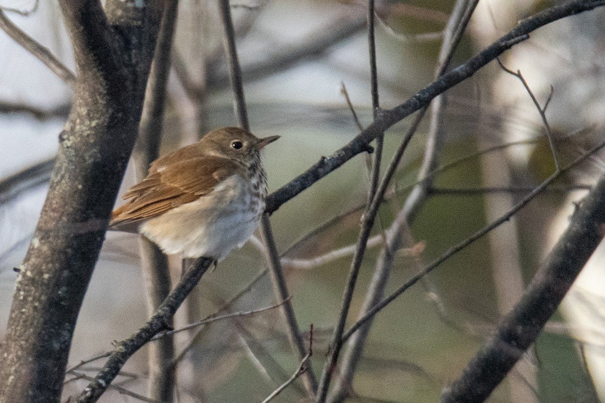 Hermit Thrush - ML655400166