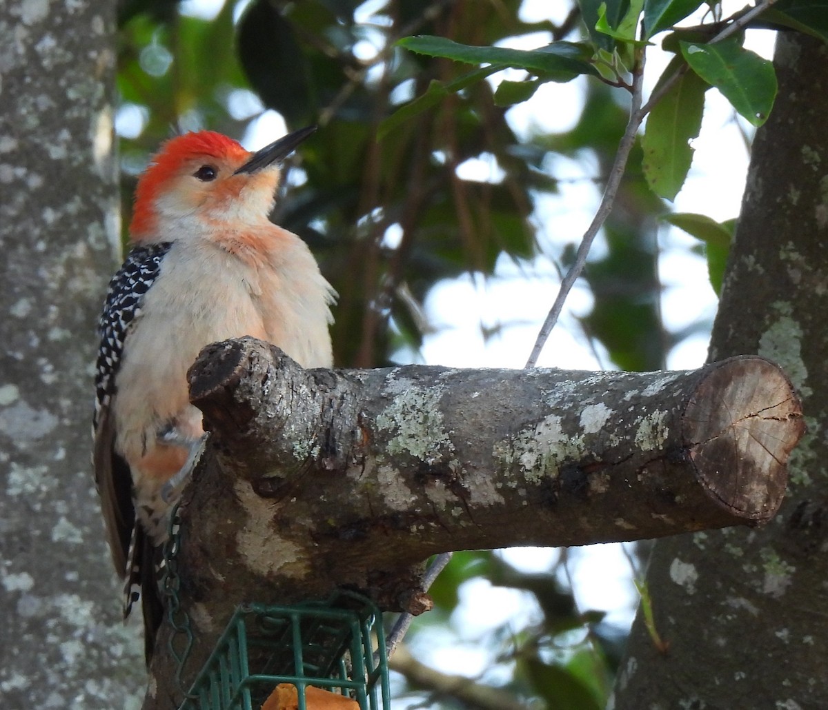 eBird Checklist - 20 Apr 2026 - My Backyard - 14 species