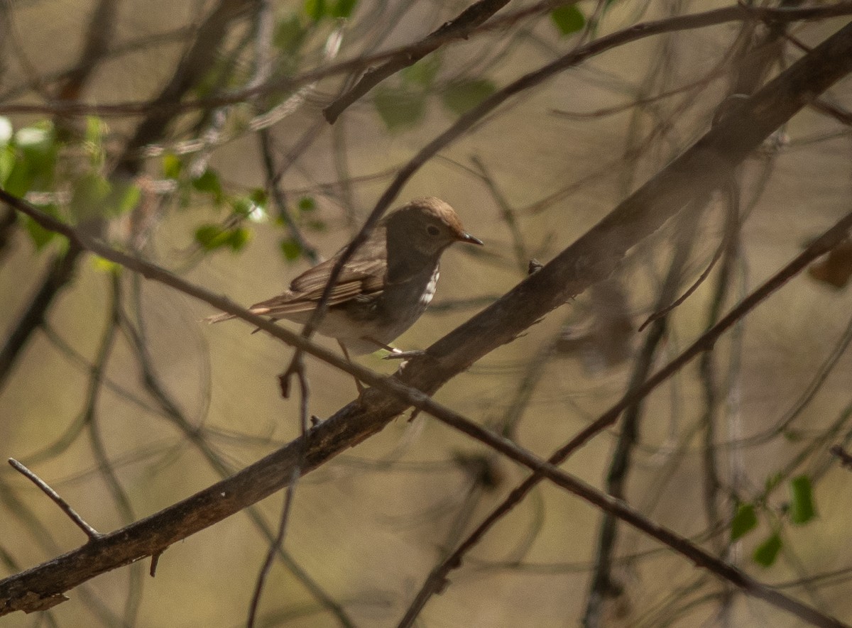 Hermit Thrush - ML655400499