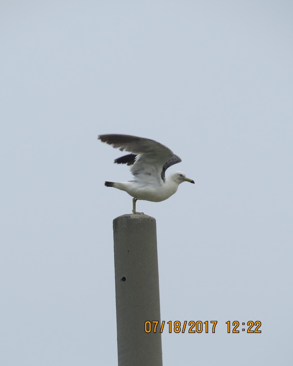 Black-tailed Gull - ML65540061