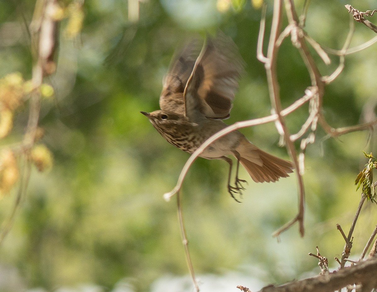 Hermit Thrush - ML655400747