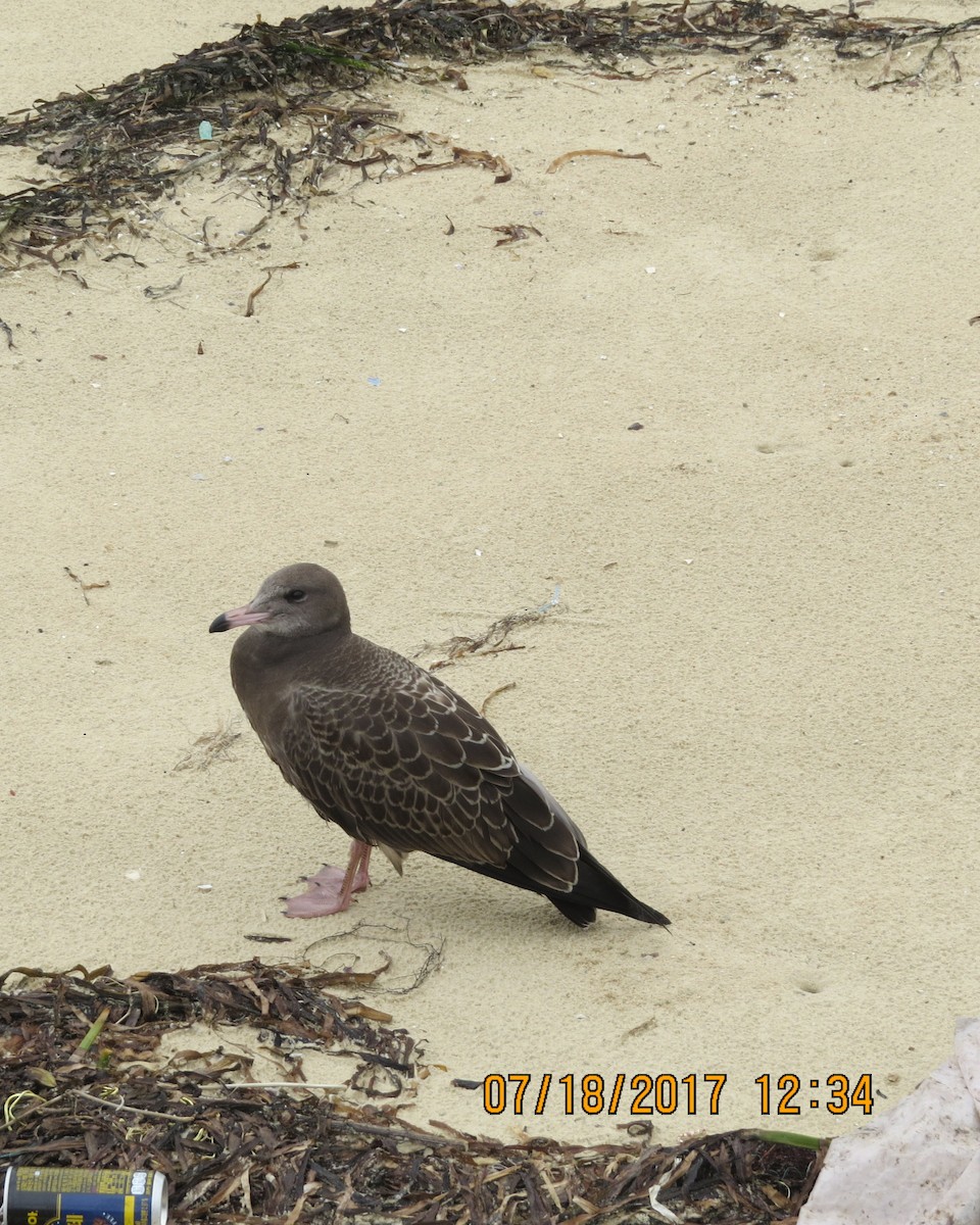 Black-tailed Gull - ML65540081