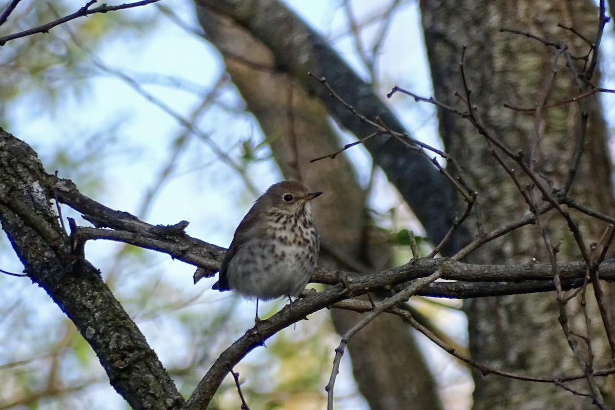 Hermit Thrush - ML655400843
