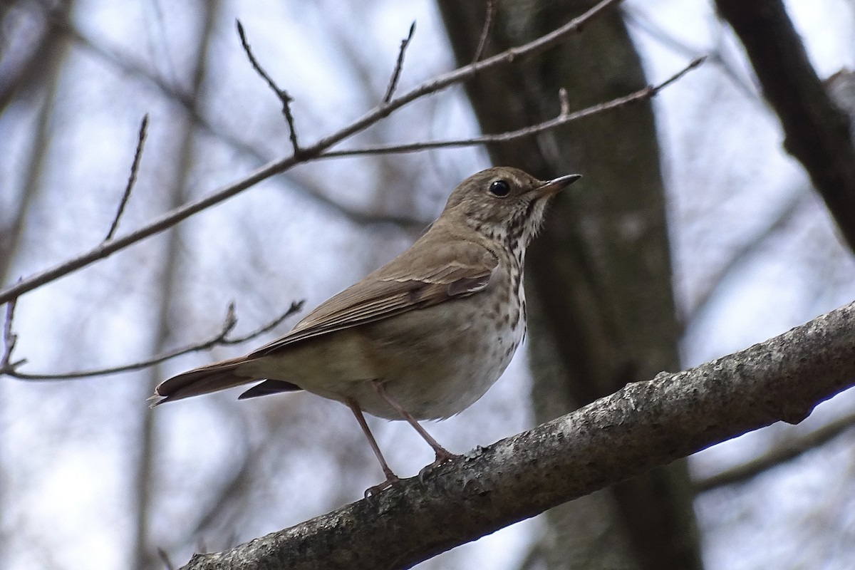 Hermit Thrush - ML655400871