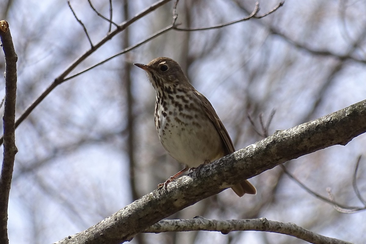 Hermit Thrush - ML655400872