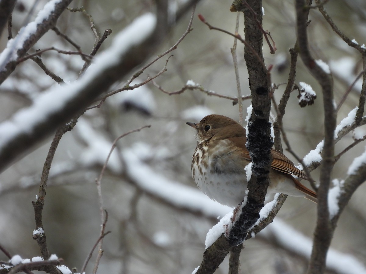 Hermit Thrush - ML655401201