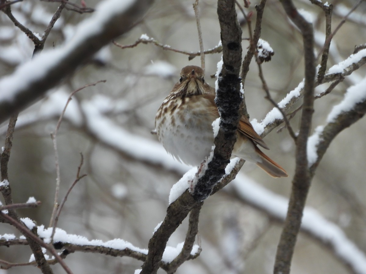 Hermit Thrush - ML655401202