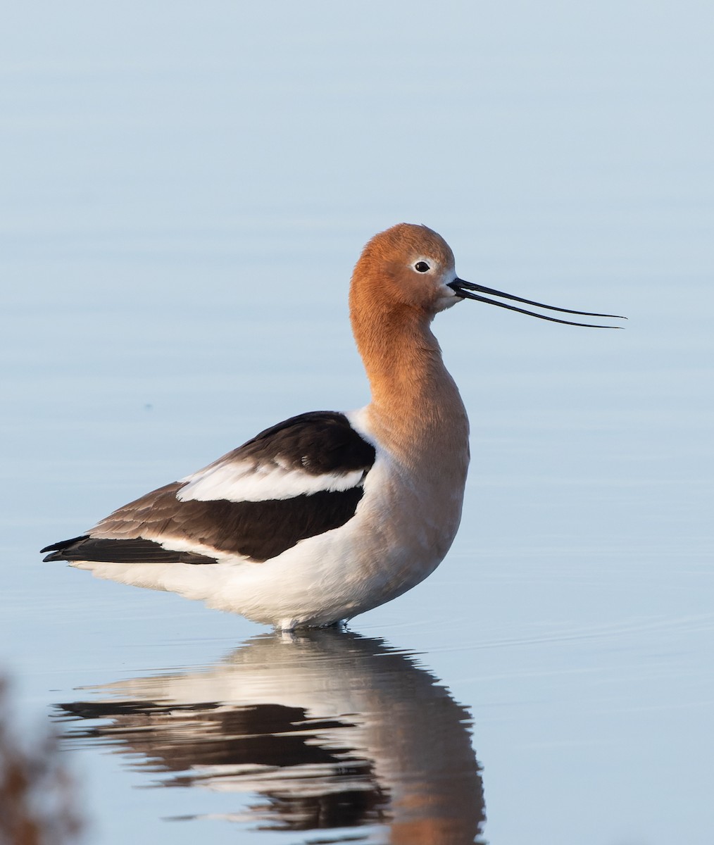 eBird Checklist - 19 Apr 2026 - Frank Lake--NW lookout/blind/outflow ...