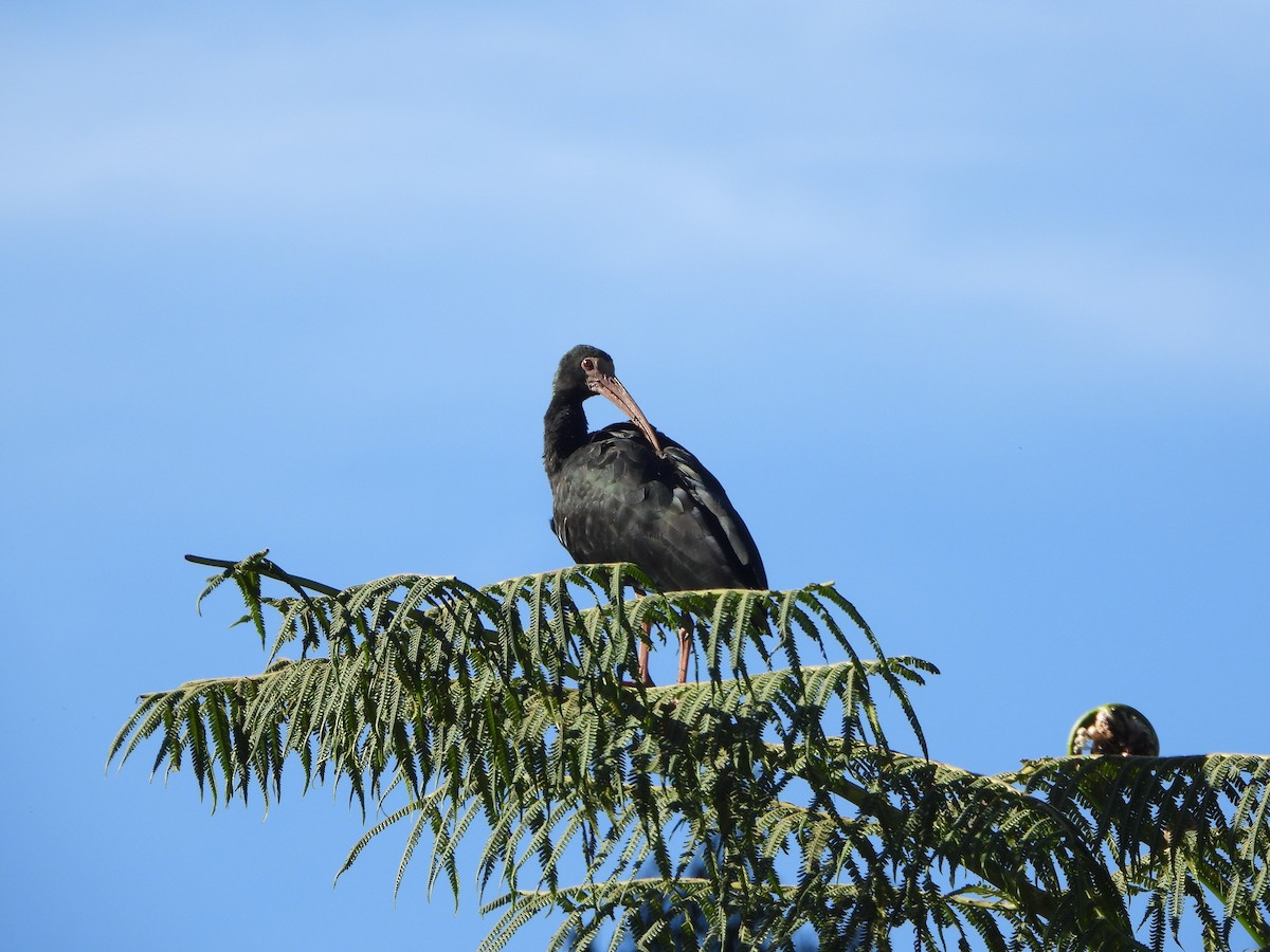 Bare-faced Ibis - ML655402643