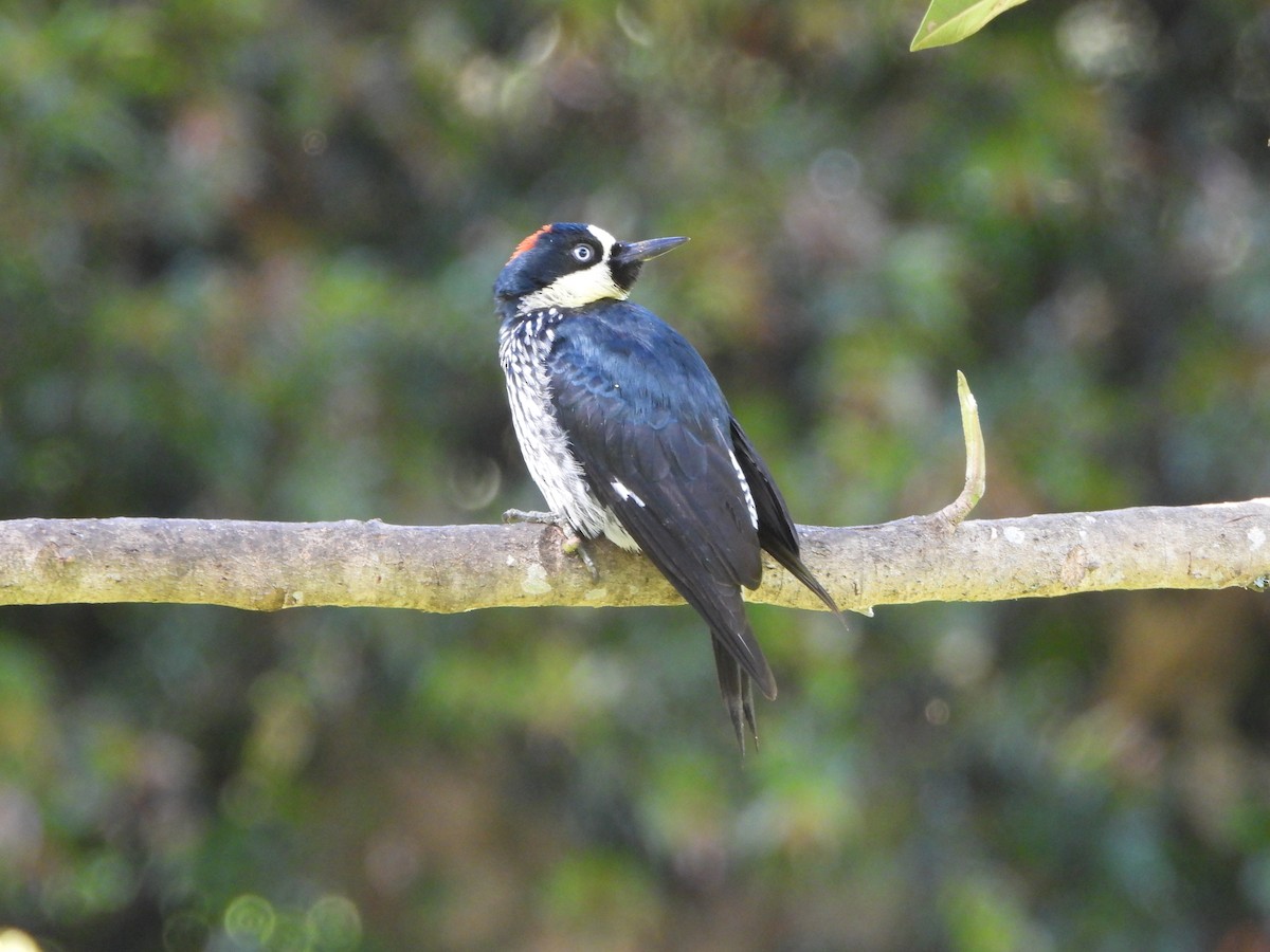 Acorn Woodpecker - ML655402665