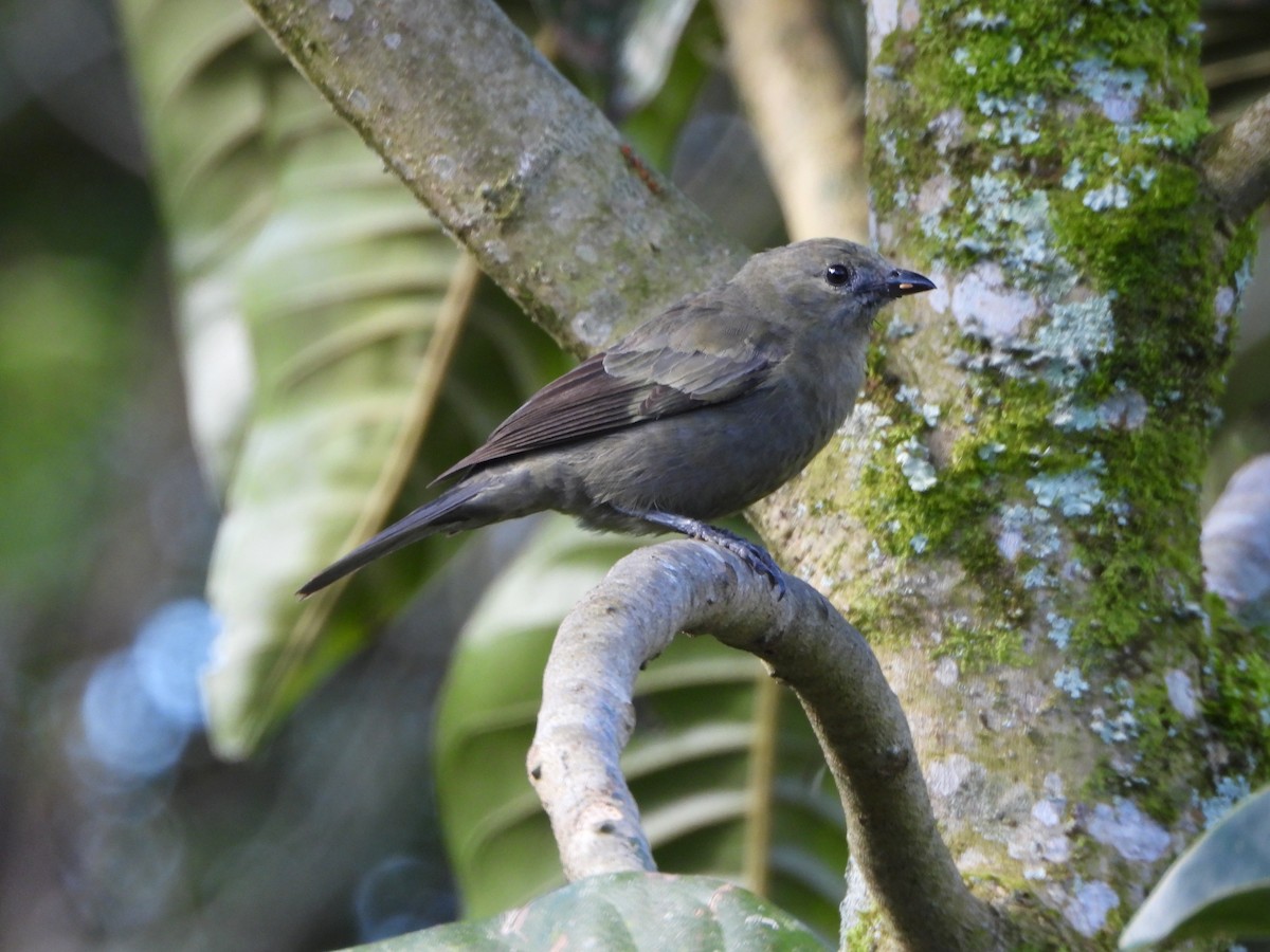 Palm Tanager - ML655402704