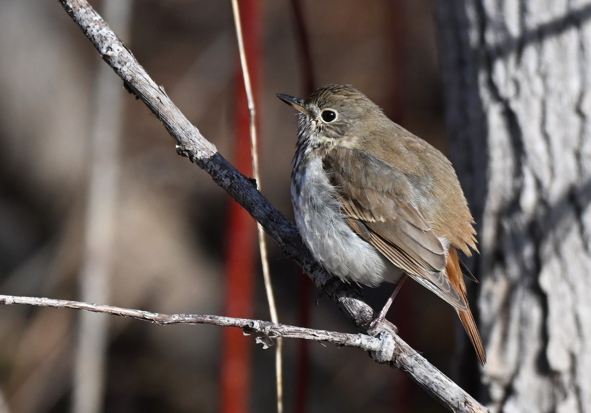 Hermit Thrush - ML655402877
