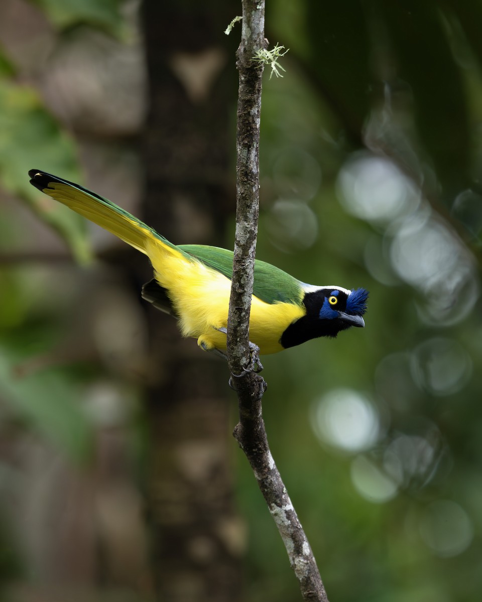 Green Jay - ML655402913