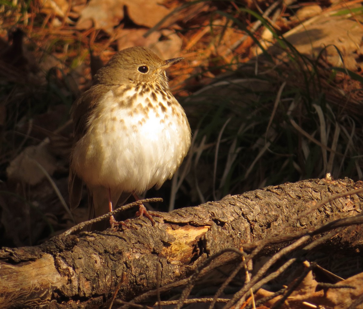 Hermit Thrush - ML655404319
