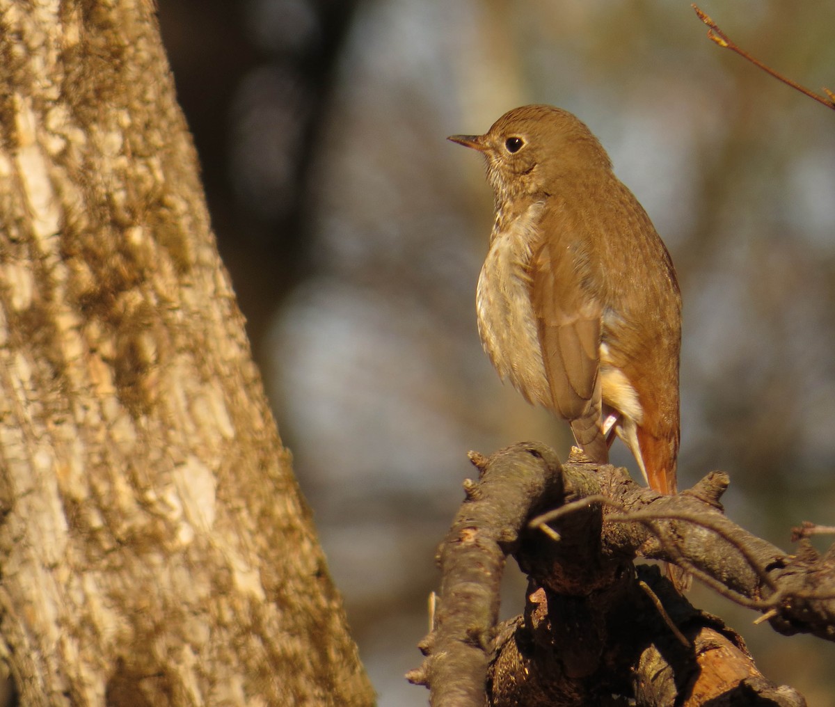 Hermit Thrush - ML655404320