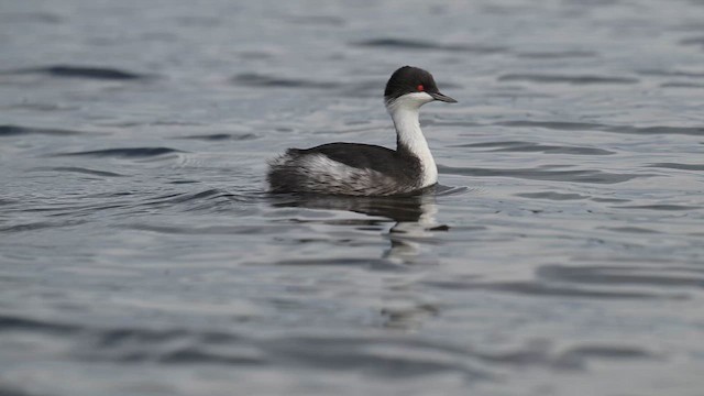Junin Grebe - ML655406133