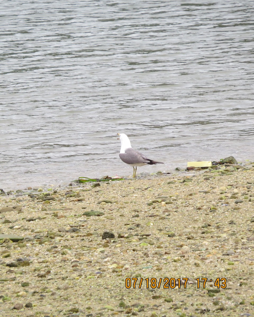 Black-tailed Gull - ML65540631