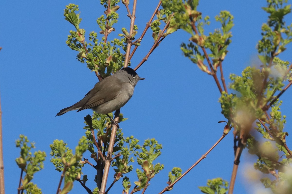 Eurasian Blackcap - ML655407620
