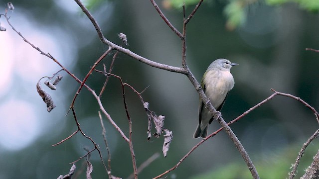Tennessee Warbler - ML655407632