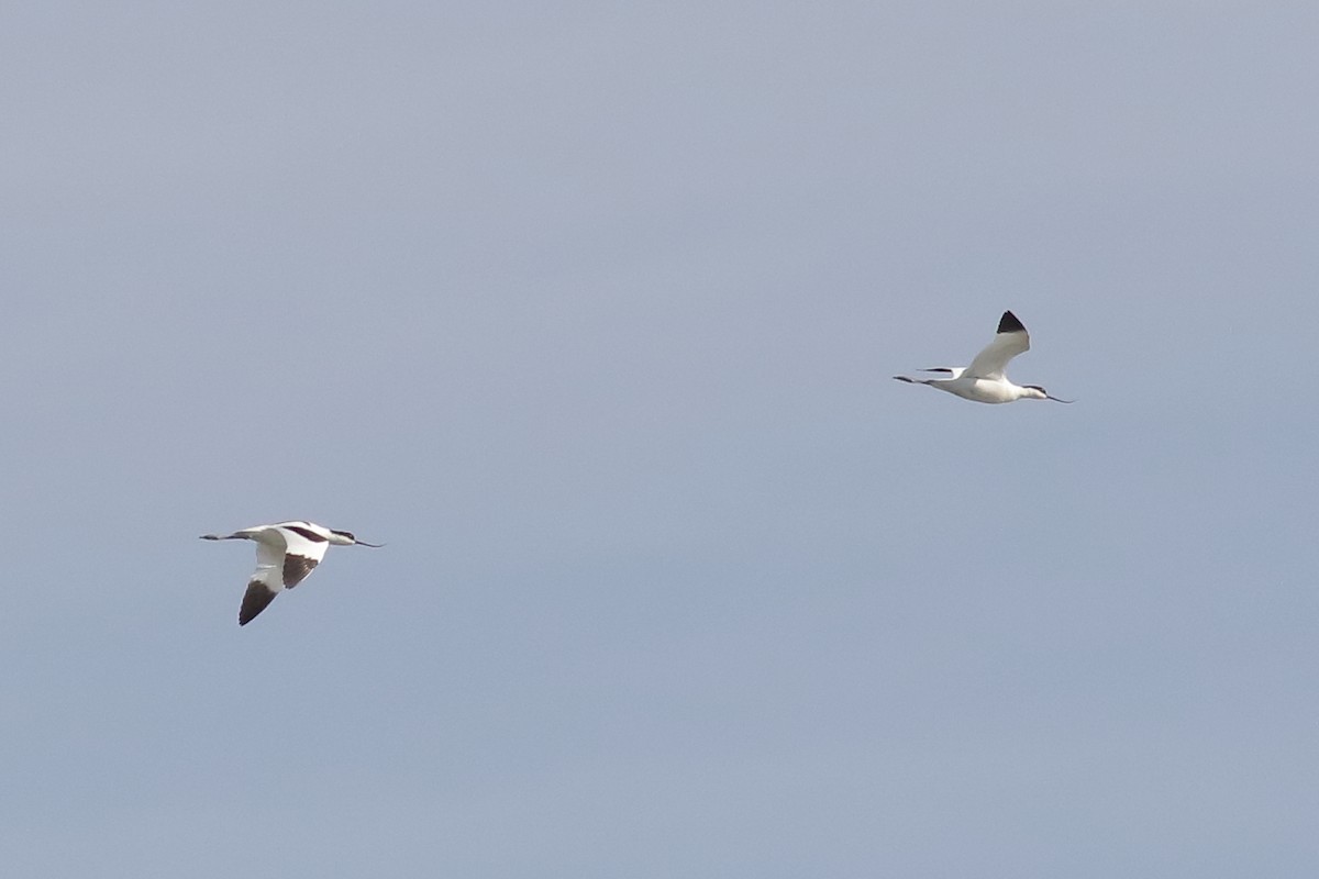 Pied Avocet - Joe Stockwell