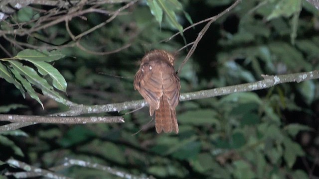 Hodgson's Frogmouth - ML655407977