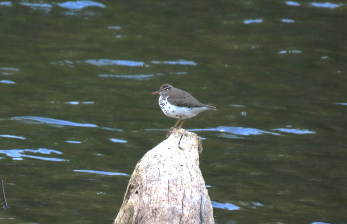 eBird Checklist - 20 Apr 2026 - Lake Frank - 27 species