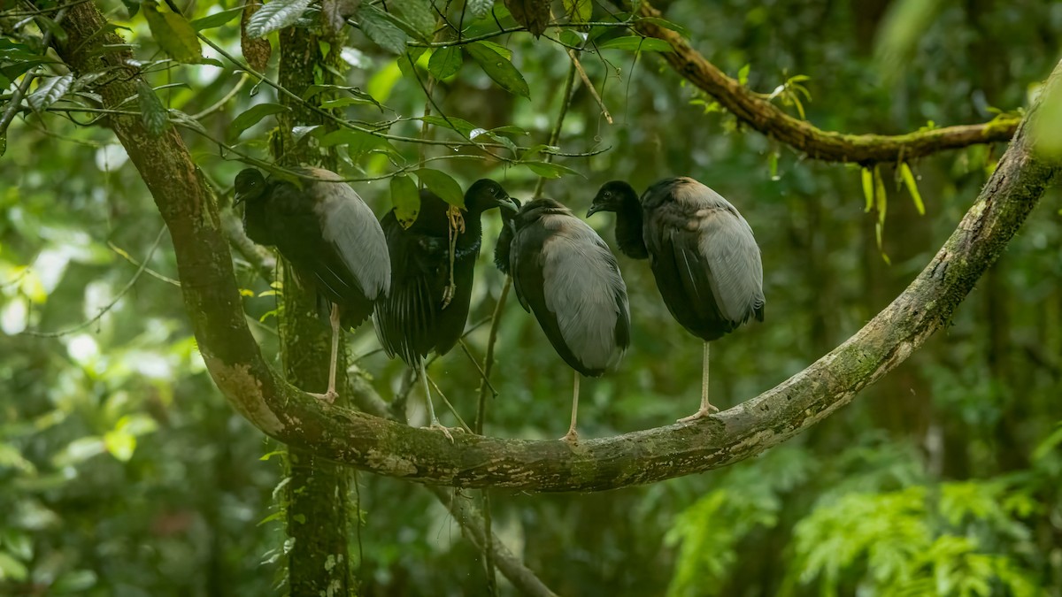 Grauflügel-Trompetervogel - ML655409139