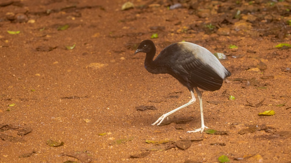 Grauflügel-Trompetervogel - ML655409140
