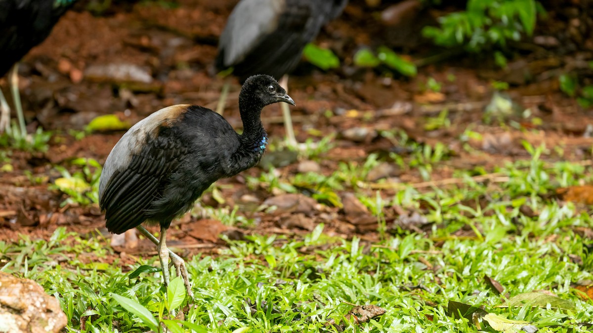 Grauflügel-Trompetervogel - ML655409141