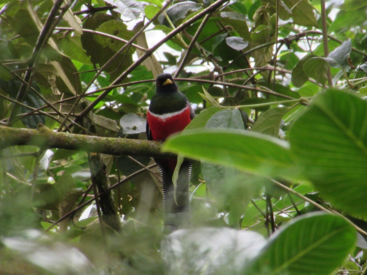Collared Trogon - ML655410142
