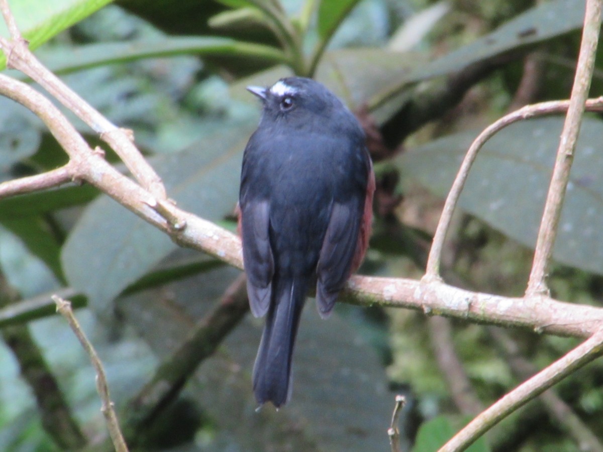 Chestnut-bellied Chat-Tyrant - ML655410246