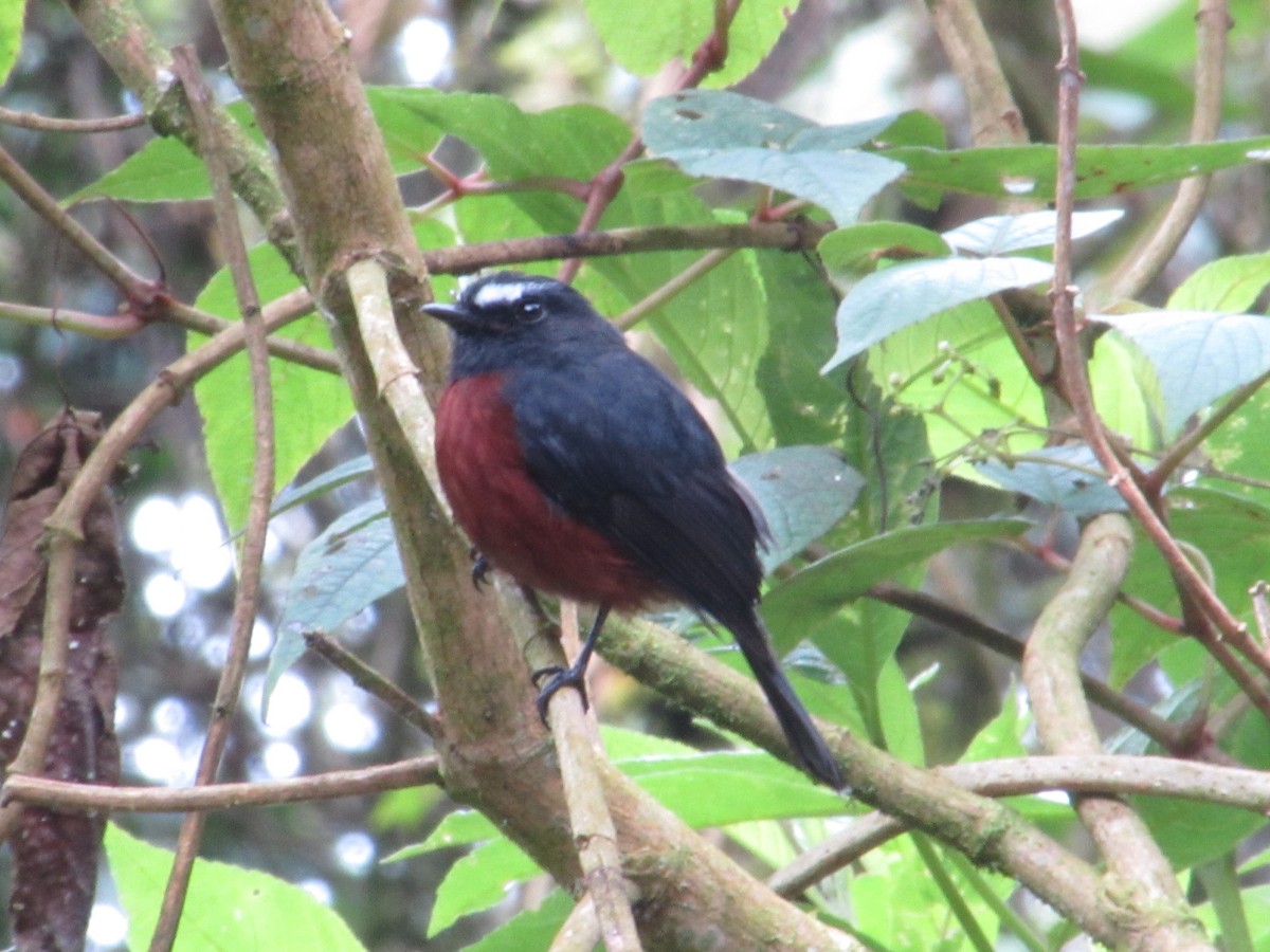 Chestnut-bellied Chat-Tyrant - ML655410248