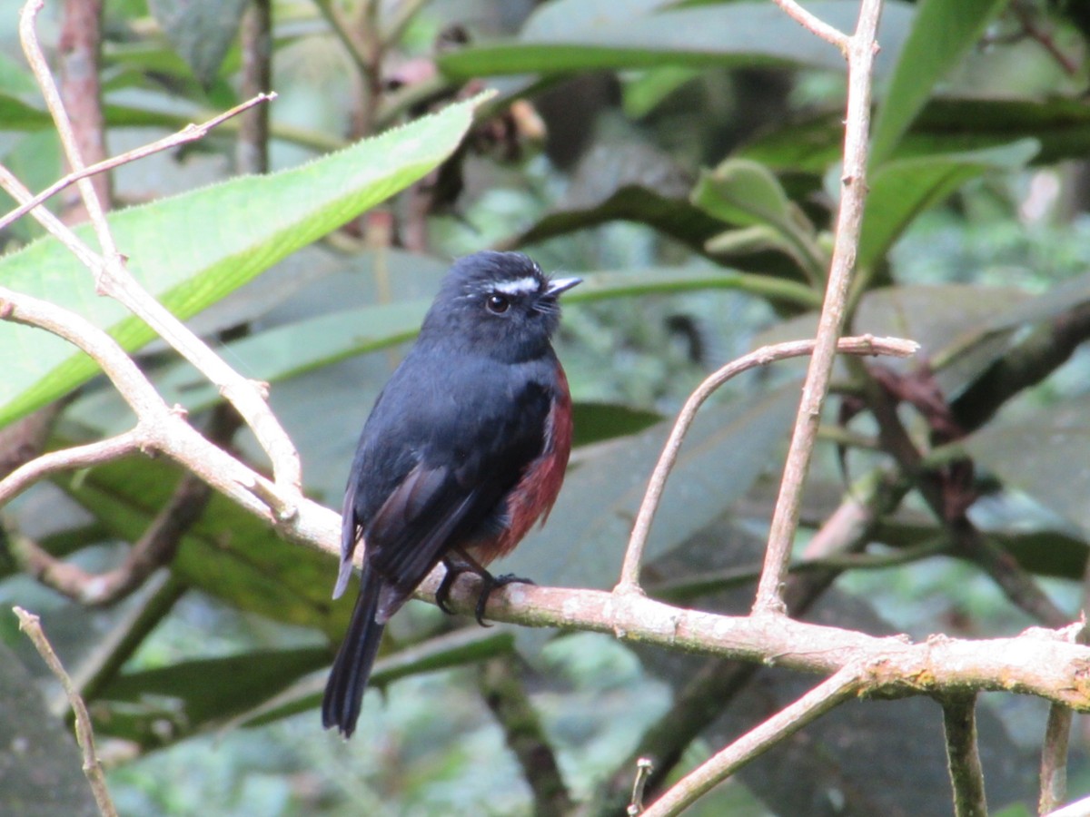 Chestnut-bellied Chat-Tyrant - ML655410250