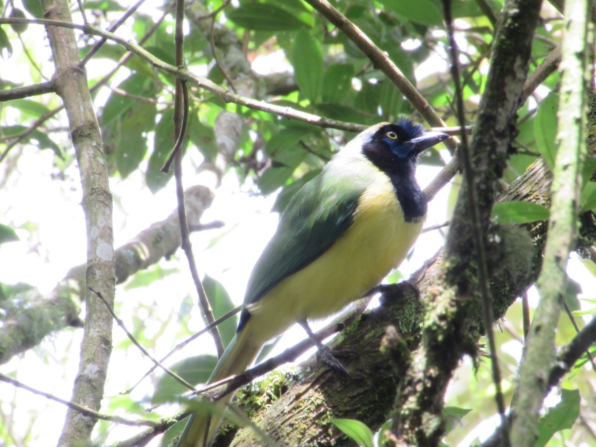 Green Jay - ML655410321