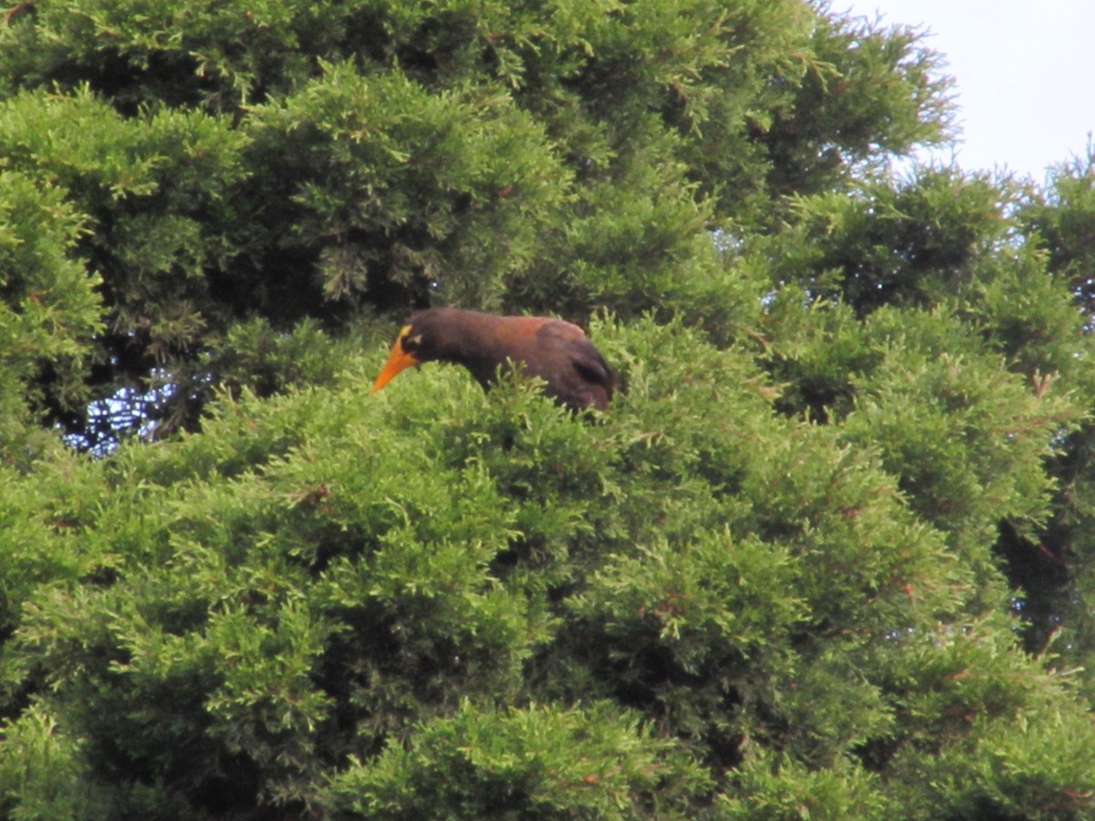 Russet-backed Oropendola - ML655410362