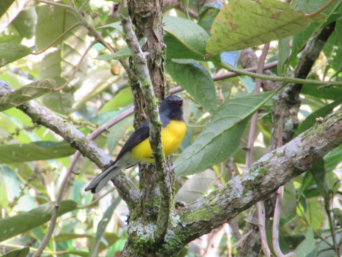 Slate-throated Redstart - ML655410375