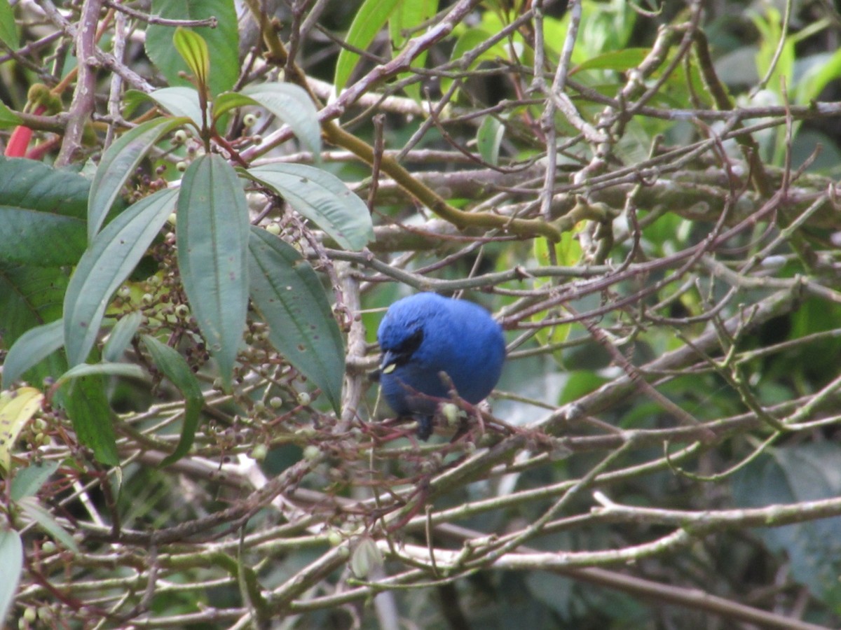 Blue-and-black Tanager - ML655410395