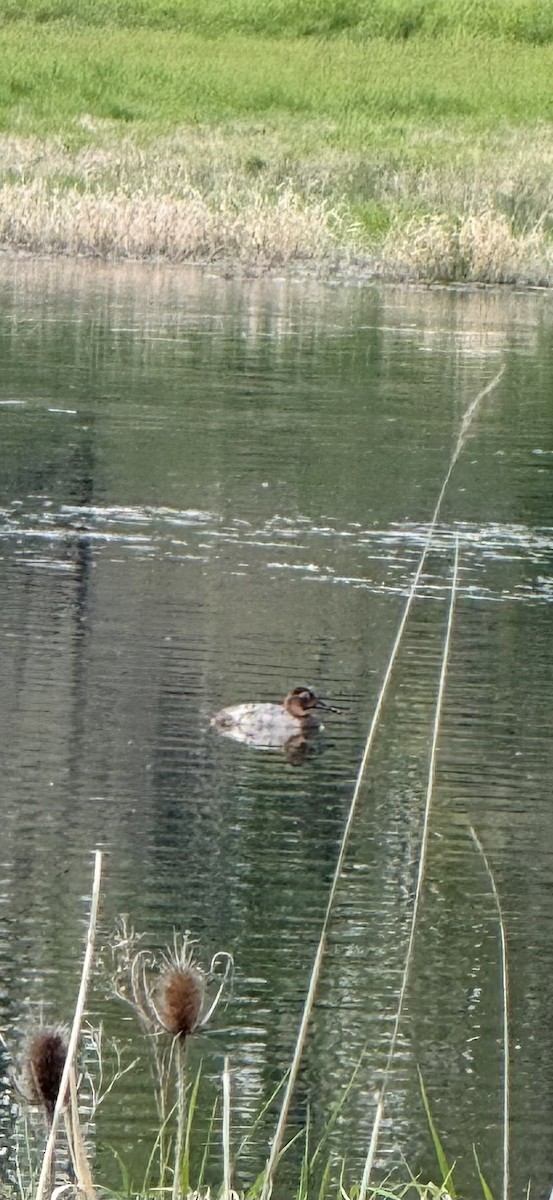 kanvasand - ML655411706