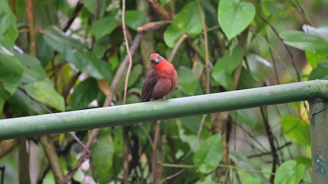 Red-throated Ant-Tanager - ML655412540
