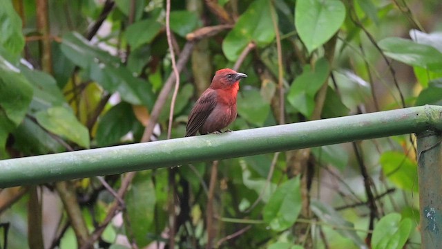 Red-throated Ant-Tanager - ML655412541