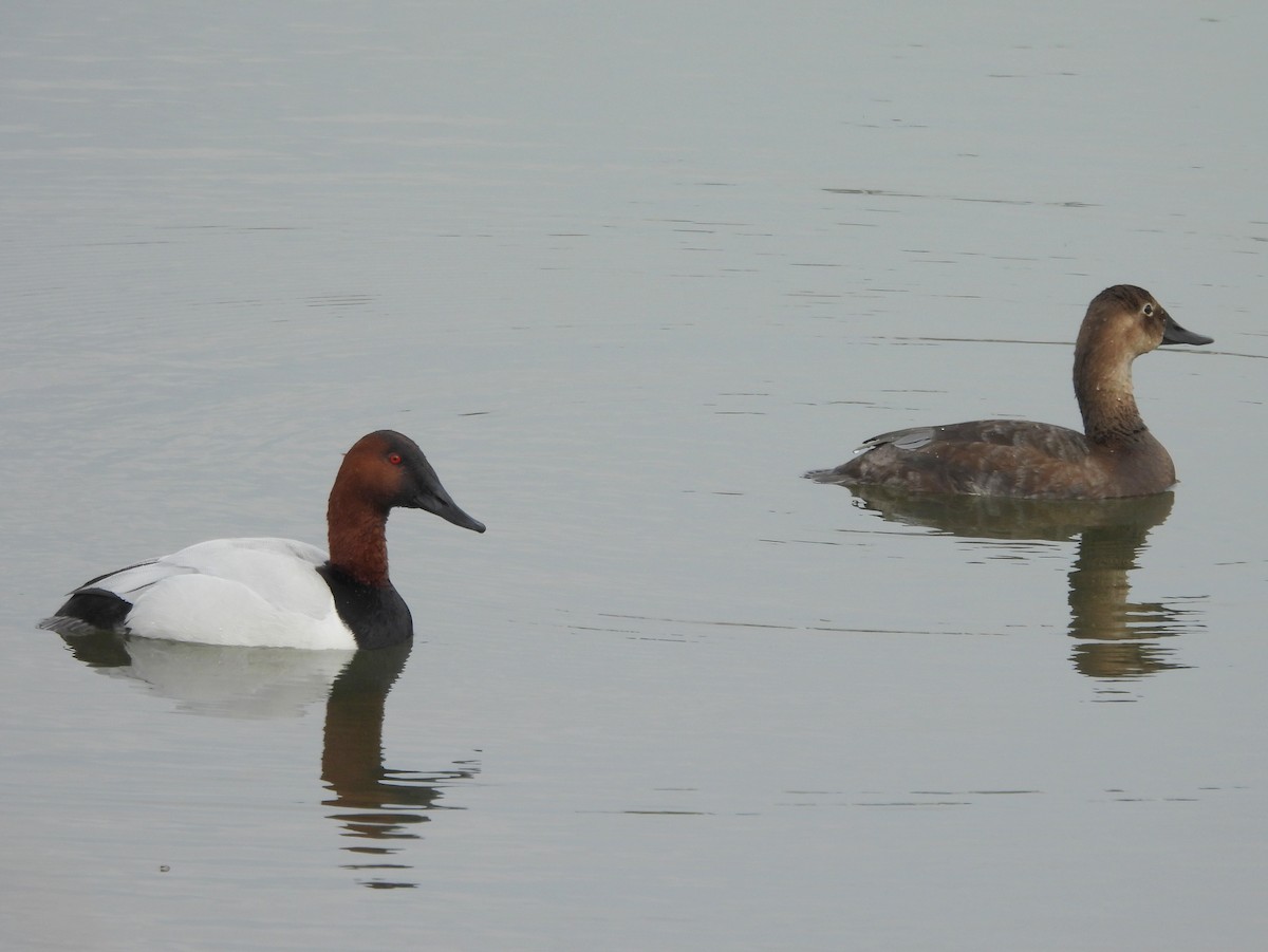 kanvasand - ML655415393