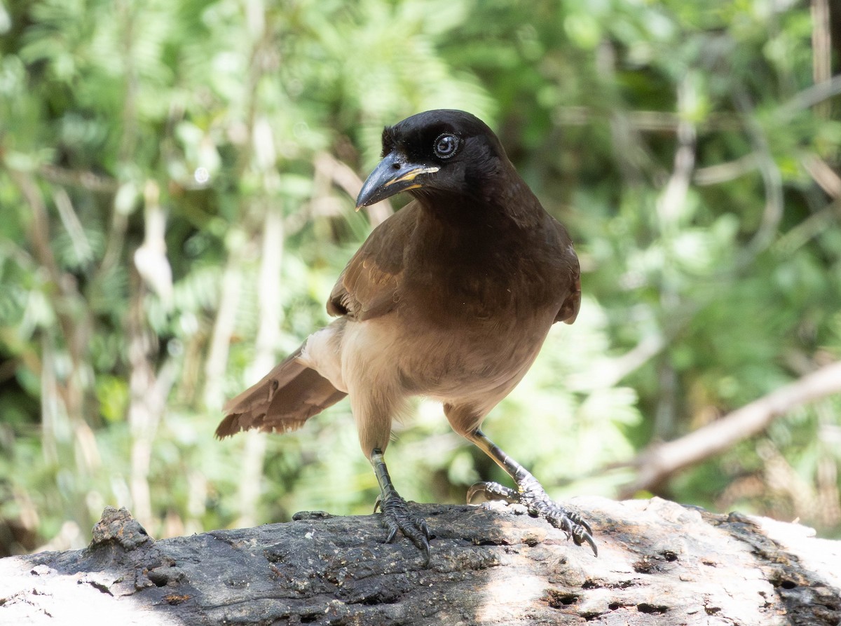 Brown Jay - ML655415478