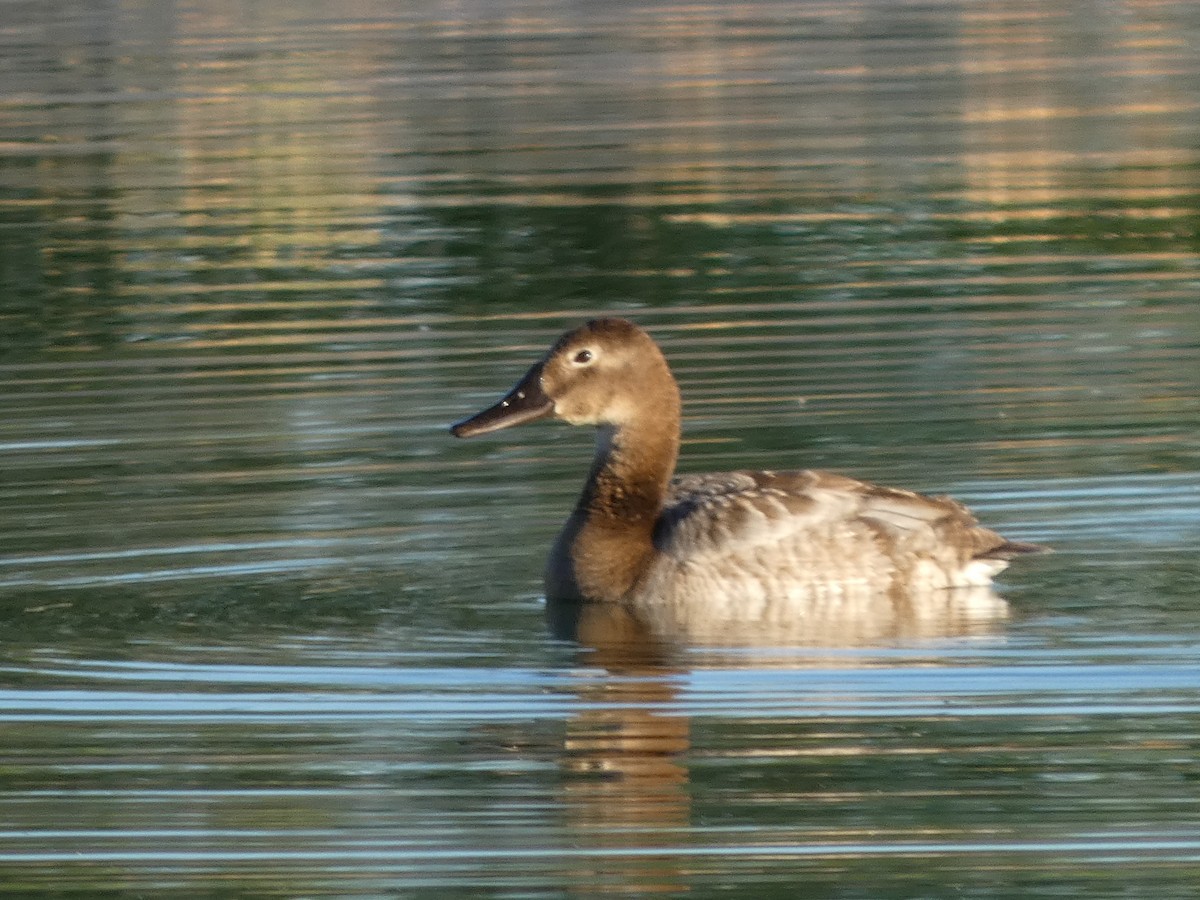 kanvasand - ML655415560