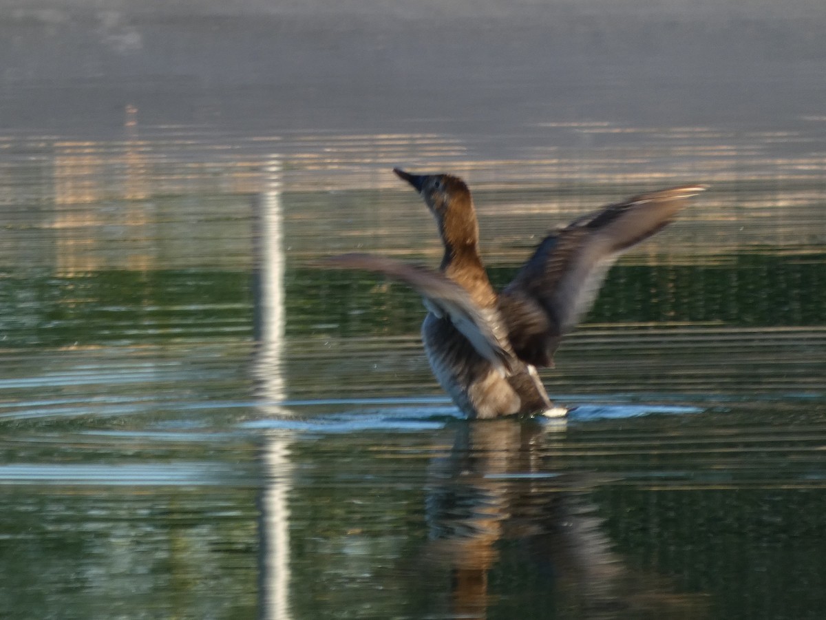 kanvasand - ML655415564