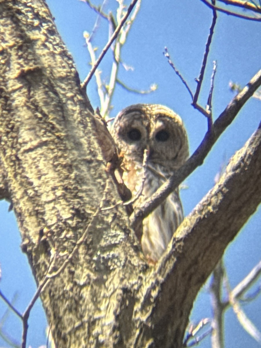 Barred Owl - ML655415565