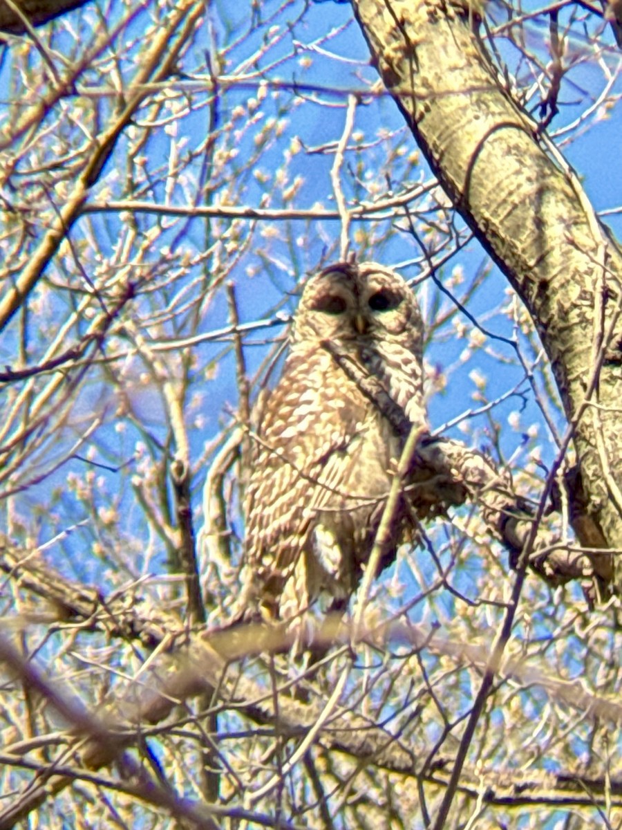 Barred Owl - ML655415566