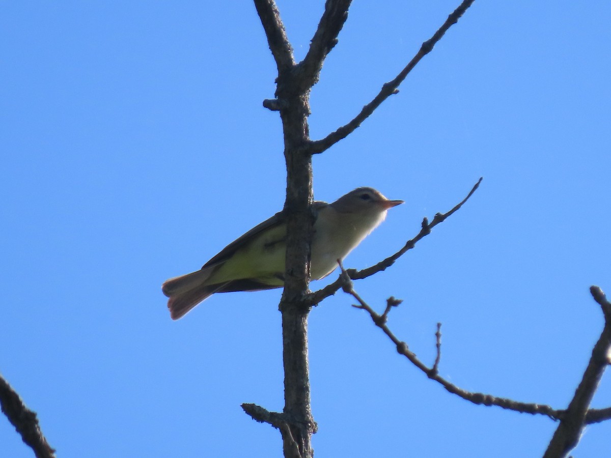 Eastern Warbling Vireo - ML655416095
