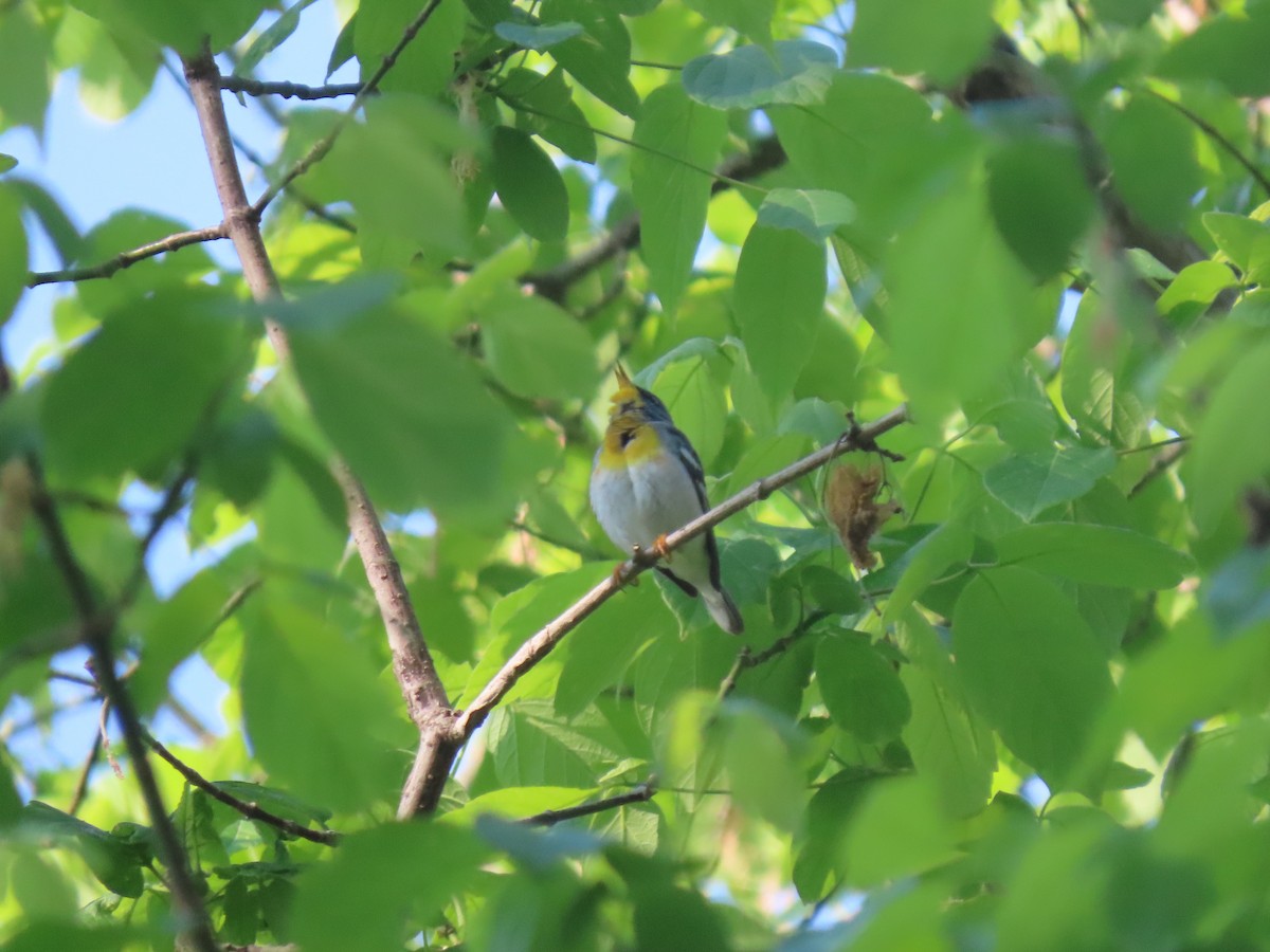 Northern Parula - ML655416127